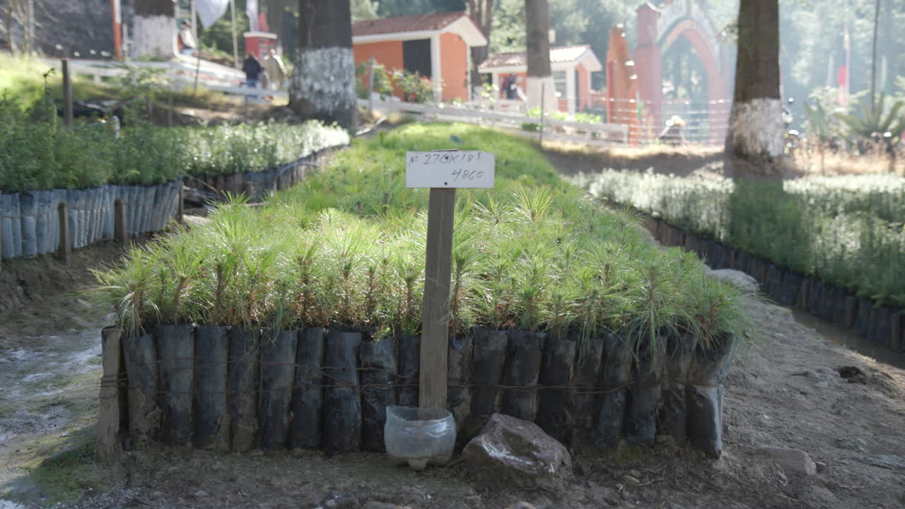 A collection of saplings at a tree nursery ready to be replanted as part of a reforestation project in Michoac&aacute;n, Mexico