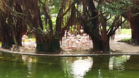 flamingos gather by a serene pond