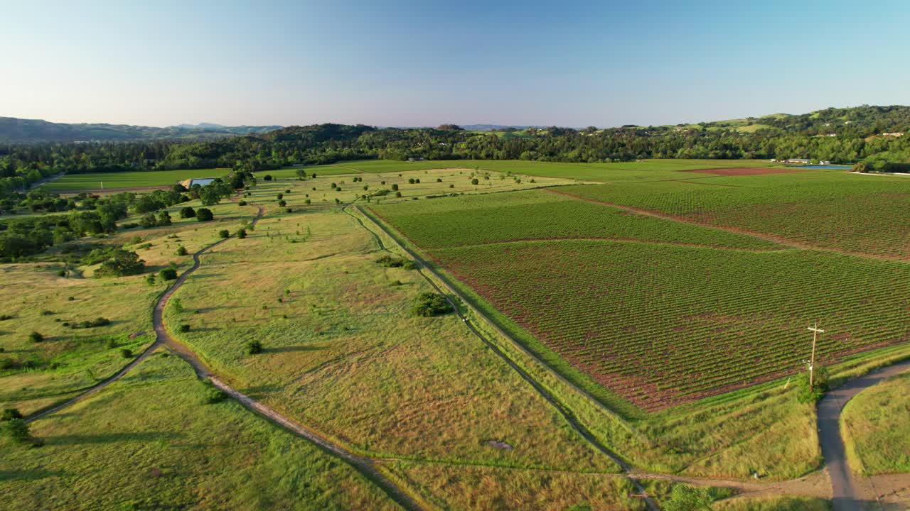 Napa Valley, California. Panoramic aerial pullback of vibrant green hiking trails surrounded by endless rows of vineyards, illuminated by the warm glow of sunrise.