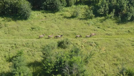 drone aerial footage of a zebra walking in the wild in a row