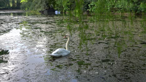 Weißer-Schwan-In-Einem-Teich-Mit-üppiger-Vegetation