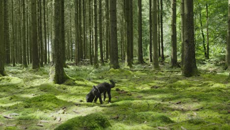 Observa-A-Un-Caniche-Negro-Olisqueando-Alegremente-El-Bosque,-Saboreando-Los-Aromas-De-La-Naturaleza-En-Una-Deliciosa-Exploración.