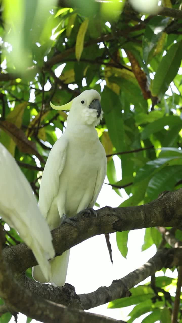 dos cacatúas interactúan en un árbol exuberante