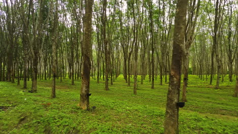 árbol de caucho, hevea brasiliensis o para y cuencos para recoger látex