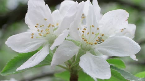 Slow-motion-close-up-of-a-bee-pollinating-white-apple-tree-flowers