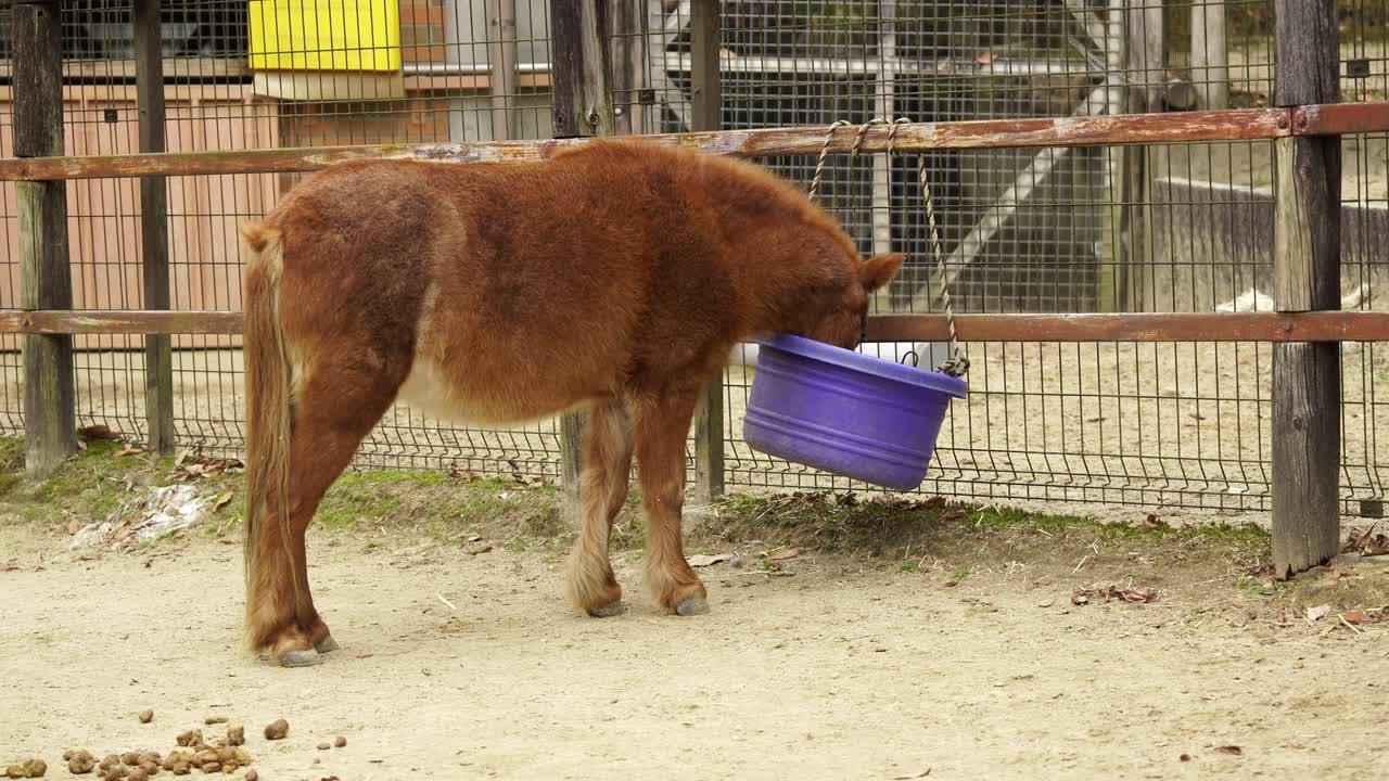 Pônei comendo em um balde roxo durante a hora do almoço