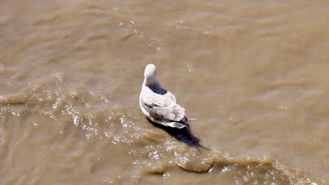 a caspian gull floating on water