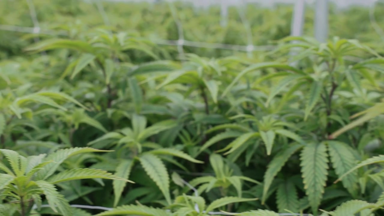 Carrellata fluida attraverso una struttura di produzione di cannabis su larga scala in Thailandia, che mostra file organizzate, sistemi idroponici e schiere di LED luminosi.