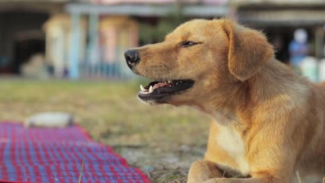 Adorable-Perro-De-Raza-Mixta-Y-Soñoliento-Está-Abriendo-Sus-Mandíbulas-En-Un-Gran-Bostezo-Sacando-La-Lengua