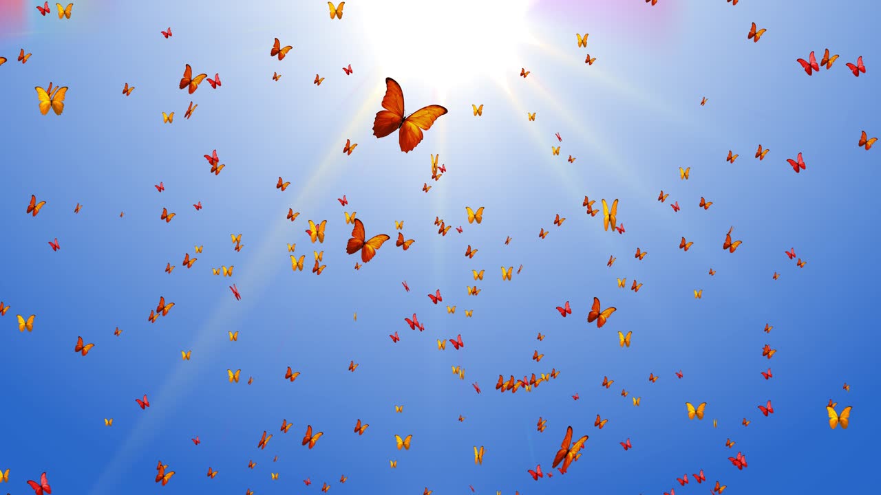 Blue monarch butterfly swarms flying over screen green screen loop background decoration elements