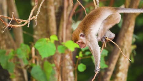 monkey interacting with branches in lush forest