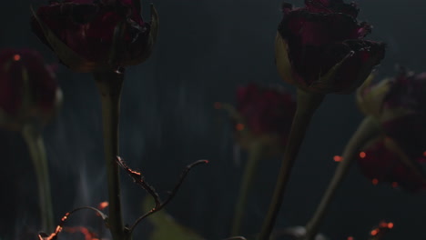 roses in flames