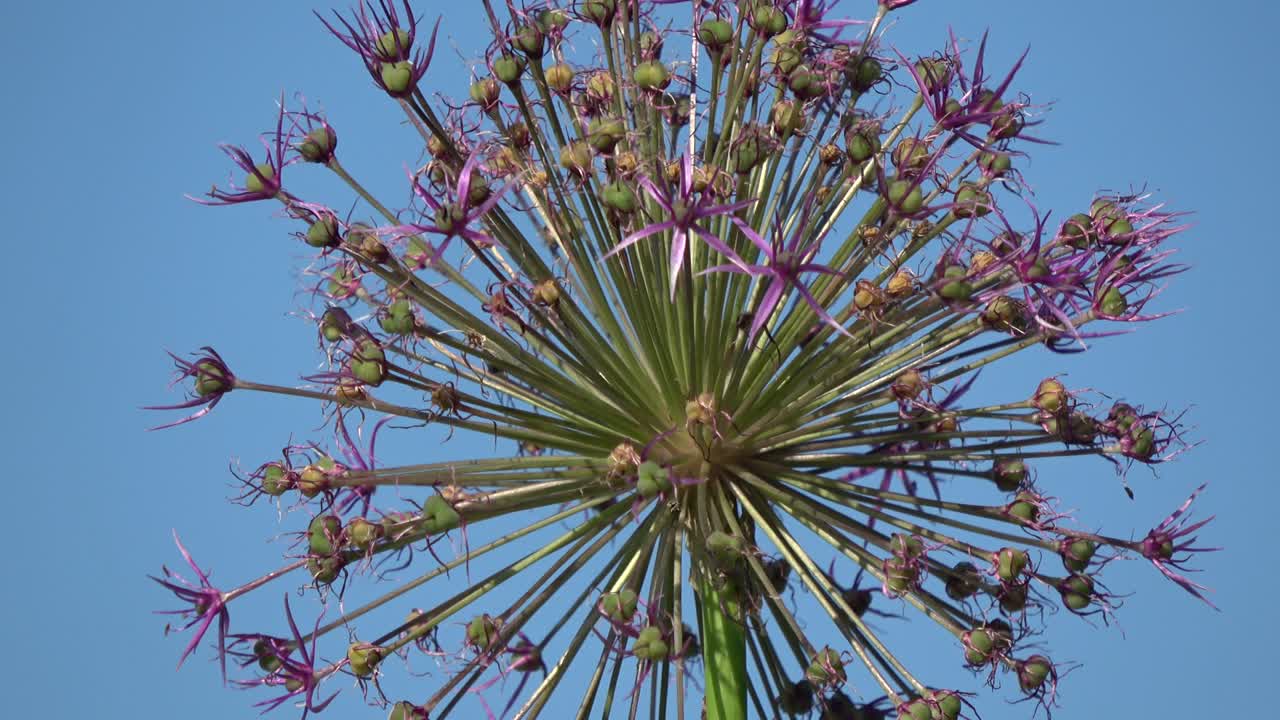 Rotating on blue sky background onion  blossom