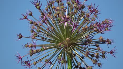 rotating on blue sky background onion  blossom