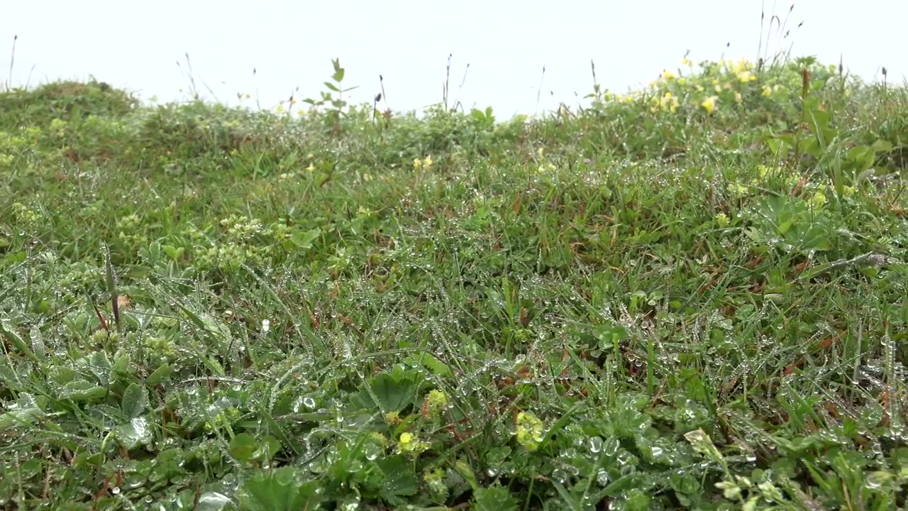 Gocce di rugiada sull'erba verde in un prato