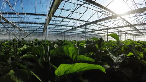 row of green plants in greenhouse 4k