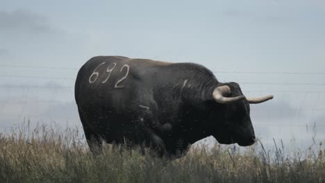 footage of an angry bull looking at the camera