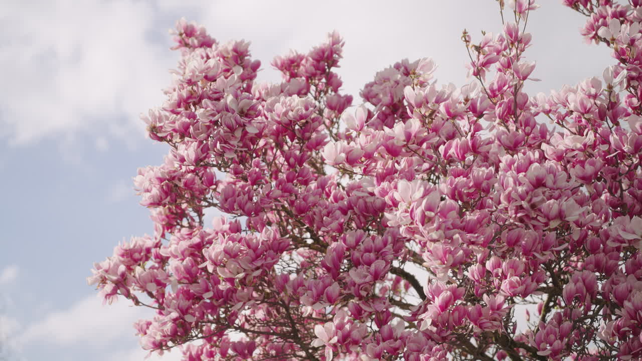 las flores de un árbol de magnolia en primavera