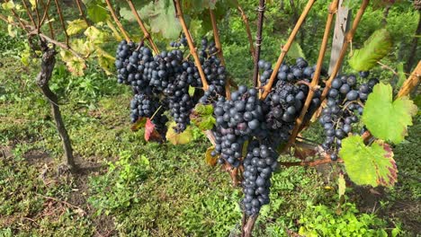 black grapes in the vineyard