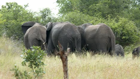 Tiere-In-Natürlicher-Umgebung,-Elefantenherde-Auf-Der-Wiese-Oder-Savanne