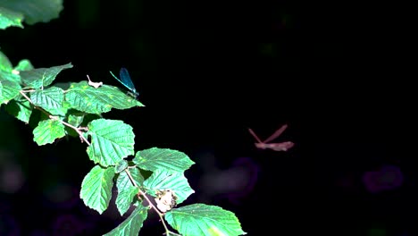 close up of shiny blue and golden dragonflies, ebony jewelwing flying away in slowmotion