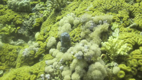 ''dipsastraea speciosa'' is a species of colonial stony coral in the family merulinidae