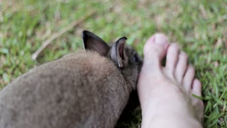 a pet rabbit is licking a man's foot