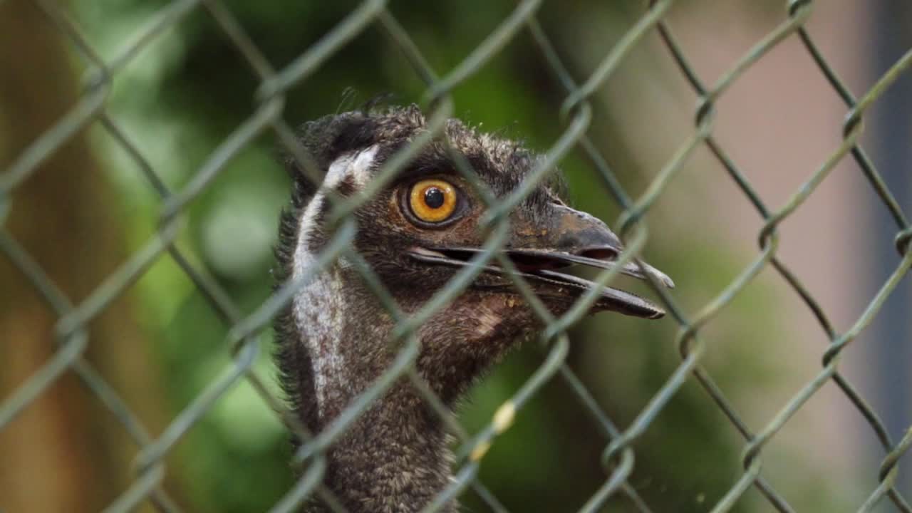 스트루시 (struthio camelus) 는 가옥 뒤에서 머리를 짧고 빠른 움직임으로 돌리고 있습니다.