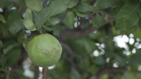 green lemon bouncing in tree - close up