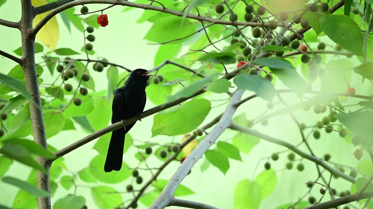 Una escena natural atractiva y pintoresca capturada en movimiento suave, destacando el comportamiento de descanso de un koel asiático salvaje en un árbol frutal.