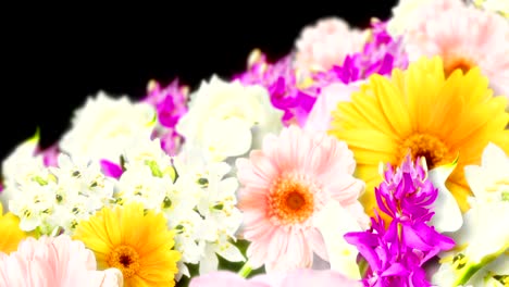 muchas flores coloridas, fondo negro, animación en bucle,