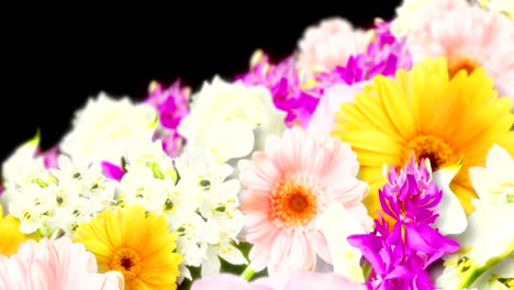 many colorful flowers, black background, loop animation,