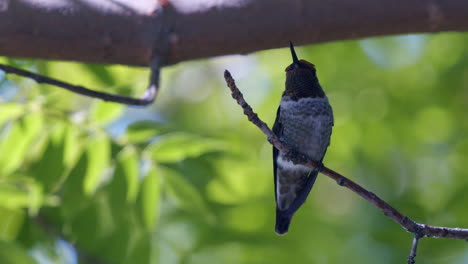 Close-up-of-hummingbird-sitting-on-branch-in-wind
