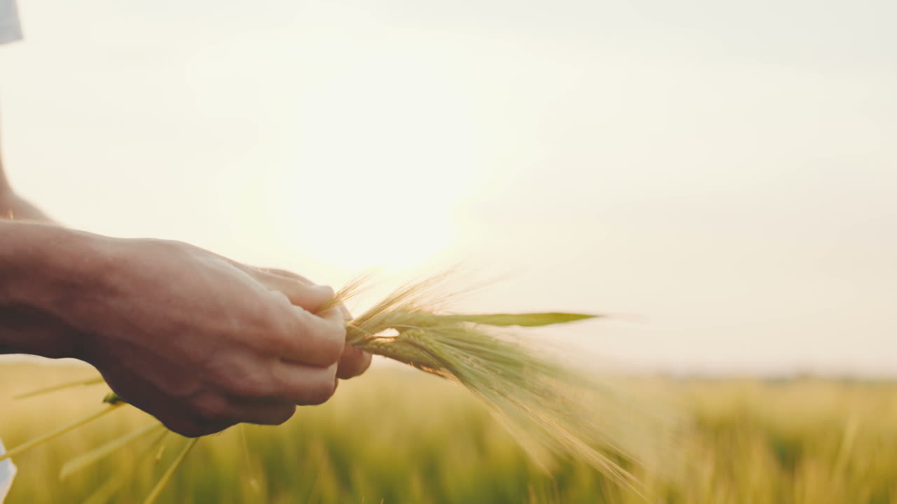 수확하기 전에 밀 품질을 확인하는 농부