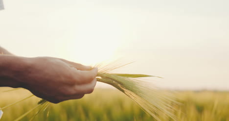 farmer checking wheat quality before harvesting