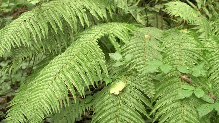 Bellissimo e denso cespuglio di felce nella selvaggia foresta estiva dopo la pioggia.