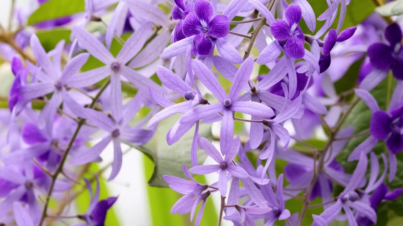 Close-up of purple wreath flowers in natural light, highlighting their vibrant colors and delicate structure against lush green leaves