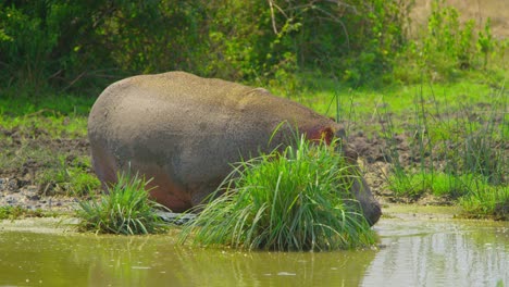 huge wild hippo walks into muddy swamp water in ugandan national park