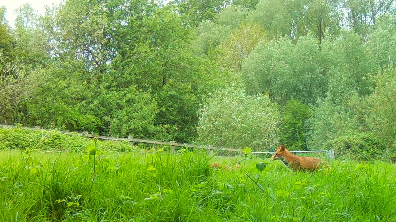 los cachorros de zorro quieren comida de mamá, acurrucándose en un campo verde en inglaterra