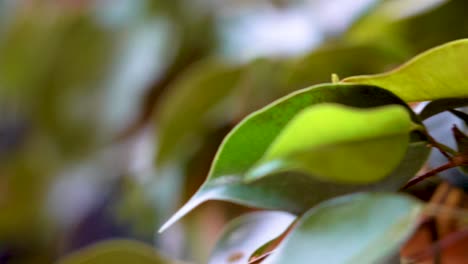 Rack-focus-close-up-of-leaves-during-spring-season