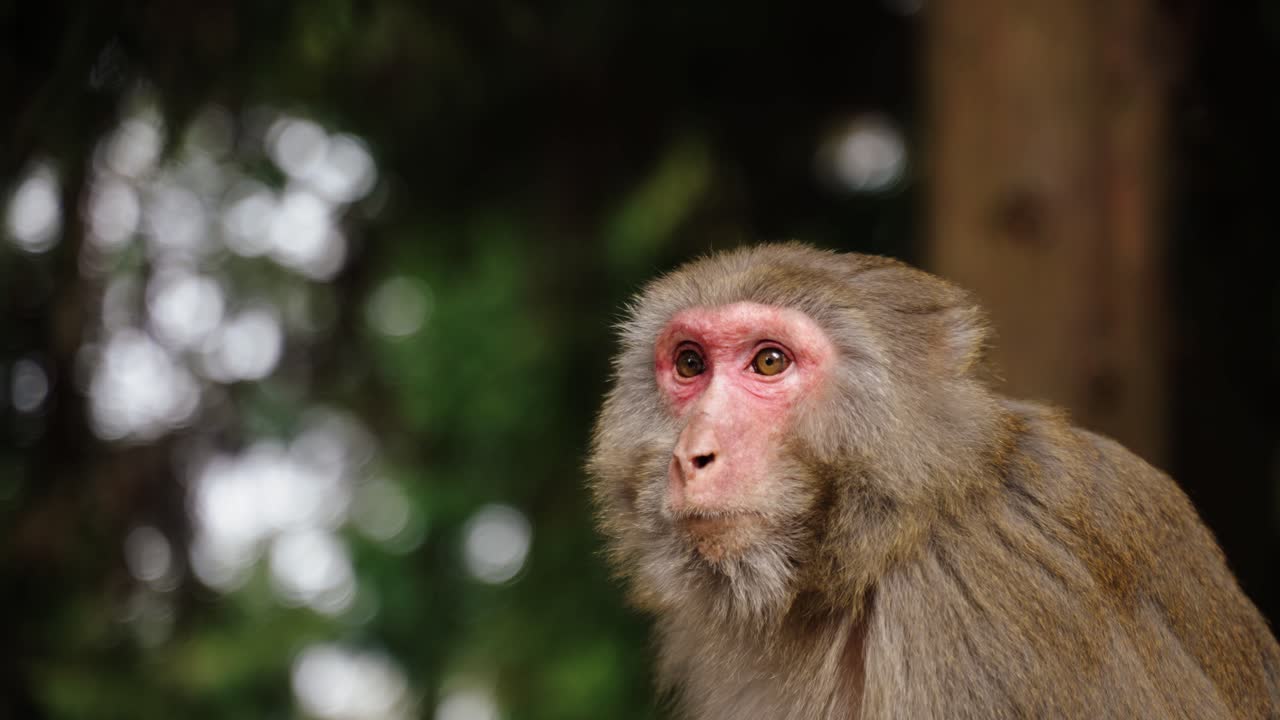 A Tibetan macaque (Macaca thibetana) with a red face gazes into the distance, captured in soft light with a forest bokeh background.