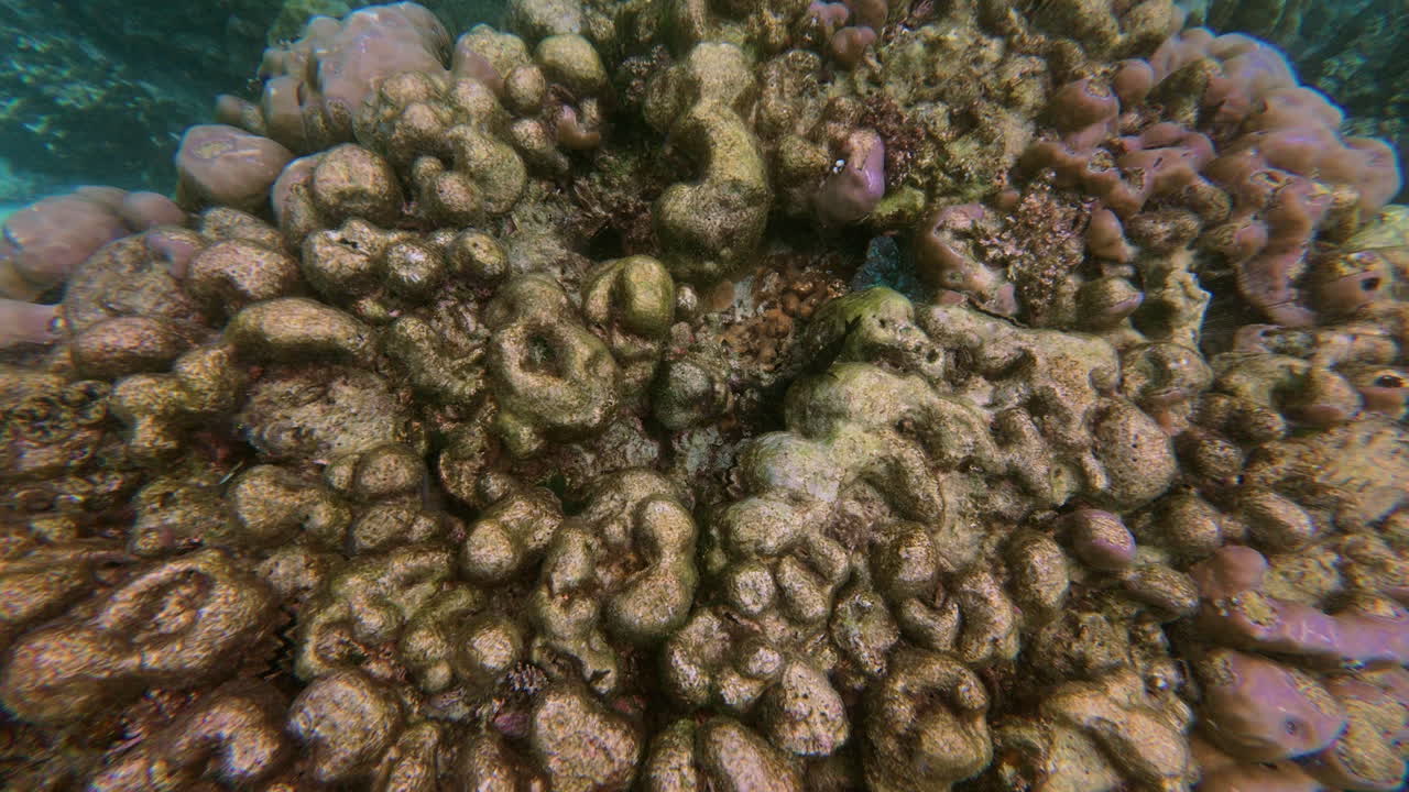 Esplora incredibili paesaggi sottomarini in Thailandia, con colorate formazioni coralline e una variegata fauna marina.