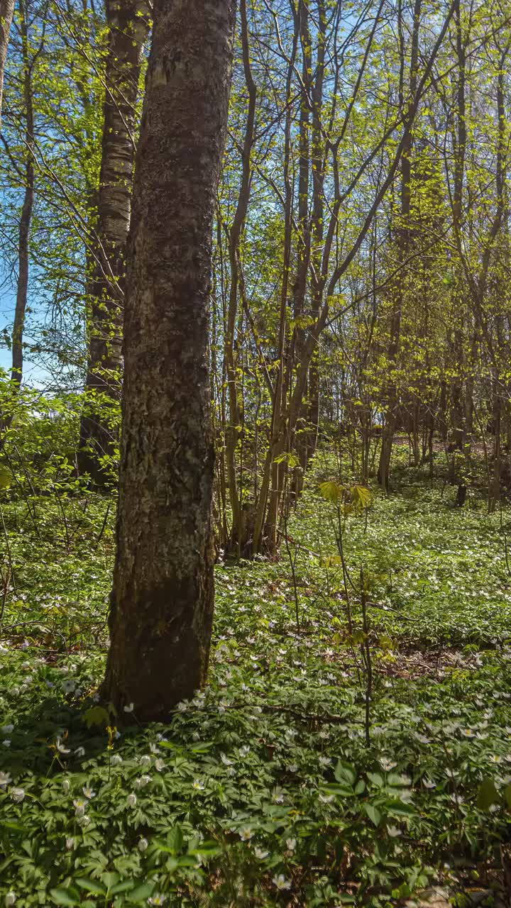 Peaceful forest timelapse with sunlight filtering through trees