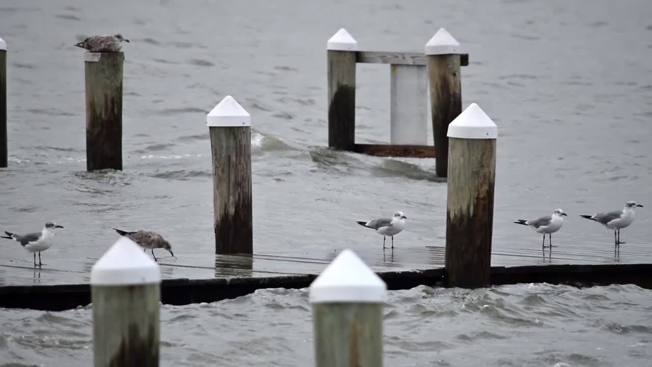 이것들은 정상적인 바람보다 더 높은 바람으로 인해 건조하게 유지하려고 하는 바다새입니다.