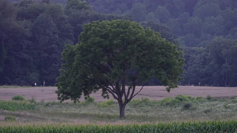 a tree in the middle of a field in the late evening darkness against the dark forest