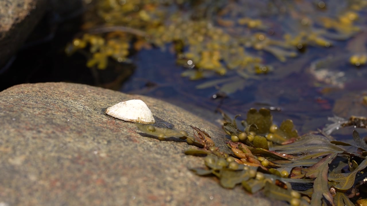 White seashell on rocky beach with seaweed and tide pool in slow motion