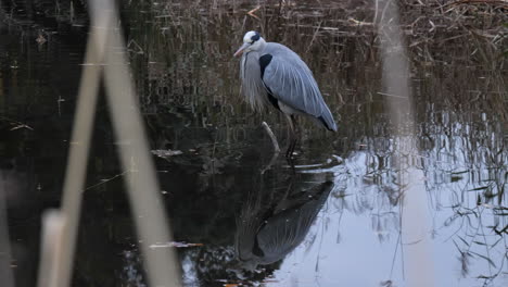 una herona tranquila en busca de presas en un lago en el parque shakuji en tokio, japón