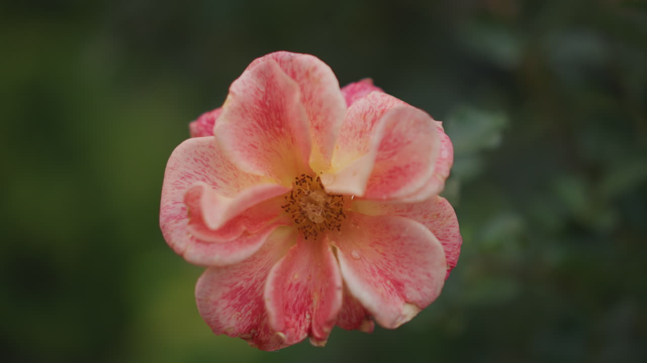 Primo piano di rosa color pesca con gocce di rugiada, petali delicati che mostrano una texture morbida e un sottile centro giallo su fogliame verde sfocato, luce del primo mattino, studio botanico che cattura un giardino tranquillo.