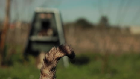 Cola-De-Gato-Bailando-En-Refugio-De-Animales