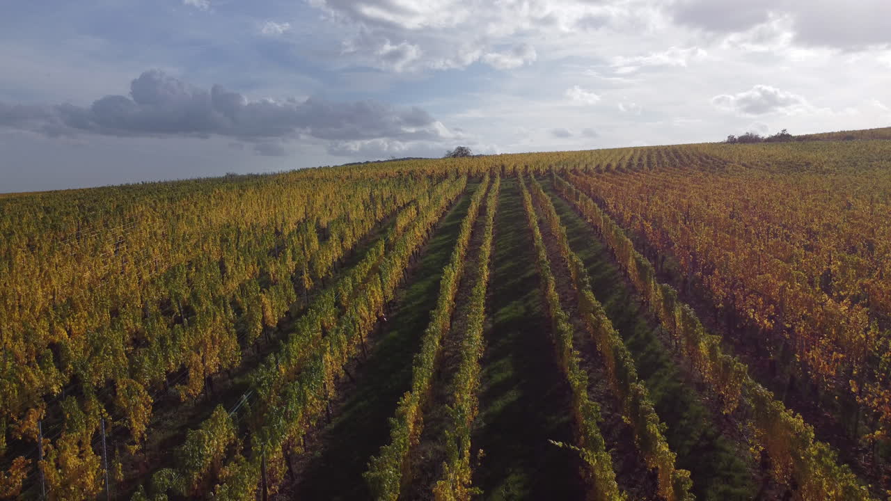 tiro descendente del viñedo en riquewihr, alsacia, francia